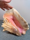 Stunning Pink Queen Conch - Large Adult 4 5lb - 10 5x10x5 Natural Shell