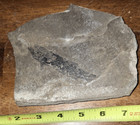 Fossil Fish Middle Jurassic Age Todilitia Schoewei From New Mexico 170 Mill Yrs 