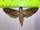 Mpsp 00 Sphingidae  X 2 A  a- Bogo Sale  Butterflies  Moths