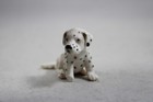 Schleich Dalmatian Puppy Figure Toy Figurine - Sitting Seated