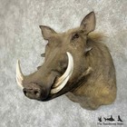  31336 E   African Warthog Taxidermy Shoulder Mount For Sale