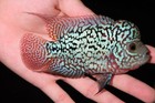 Kamfa F2 Flowerhorn 4inch  Full Pear  Hammer Kok 