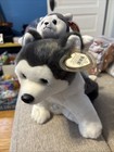 Ty Beanie Buddy 99   Beanie Baby 96 Nanook Husky New Mwmt Vintage Collectible