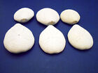 6 Beautiful White Puffer Sea Biscuits Shell Sand Dollar Beach Crafts Nautical 
