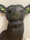 Fantasy Deer Taxidermy Shoulder Mount