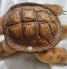 Vintage Steiff Stuffed Animal Slo The Turtle Rubber Shell Steiff Button  No Tags