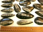 Orthoceras Fossils Polished Mixed Size 1-4 Inch 5 Pound Lots Free Priority Ship