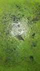 10 Grams Live Wolffia Globosa - World s Smallest Plant