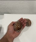 Caracol  Tigre Grande  2 Pack   Santeria Ifa Religion