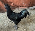 Ayam Cemani Hatching Eggs     High Quality   Rare All Black Chickens   Fertile