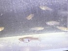 8 Pack  Mosquitofish  gambusia Affinis  Juveniles  Captive Bred Live Fish 