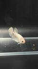 Live Betta Fish - Male High Quality Hmpk Platinum White M-08