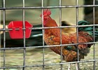 210-pack - Red Cage Cups Hold 1 Pint  16 Fl Oz  To Hang Feed   Water For Pet