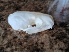 Real American Mink Skull  From The Adirondacks  Taxidermy  Animal Bones 