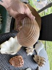 Large Natural Conch Seashell  Brown   White Banded Striped Collectible Shell