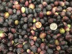 Olives  Small   Medium Manzanilla Black Raw Olives California Valley  For Curing
