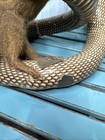 King Cobra   Mongoose Fighting Taxidermy Standing Mounted Hunting Snake Read