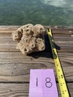 Natural Tube Sea Sponge From Key West 8   x8    Coastal Beach Decor
