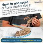 Halleluyah Kosher 16 -18  Ram Horn Shofar - Made In Israel With Decorated Stand