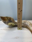 Nwt Barsheshet   Ribak Shofarot Israel Kosher Rams Horn Full Polished Shofar