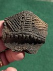 Fine Lot  Iroquois Pottery Sherds new York  Pa nj md  De ct ma