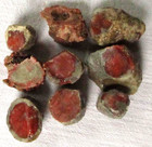 Red Horn Coral - Rugosa - Fossil - 240 Grams - Utah - Lot Of 9
