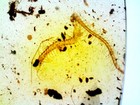 Dinosaur Age Fossil Burmite Amber With Rare Huge Centipede  Authenticity Tested 