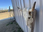 Steer Skull 21 1 4    Inch Wide Bull Horn Mounted Cow Head