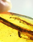 Fossil Amber Burmese Cretaceous  Myanmar Half Lizard