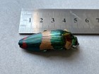 Insect - Buprestidae - Calodema Suhandae Xxl Record Size    49-50mm Unmounted