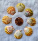 Small Hawaiian Sunrise Shell   Penny-size   Reds  Yellows  Oranges   Choose