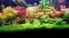 Live Aquarium Plants 135 Stems Live Aquarium Plants Package  Gorgeous   