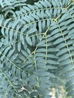 100 Hawaii Commercial Koa Haole Seeds Leucaena Bulk Livestock Feed Nitrogen