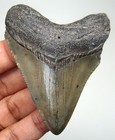 Megalodon Shark Tooth - Real Fossil - 2 70     Shark Teeth - No Restorations