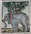 Dragon   Elephant   Griffin 1554 Sebastian Munster Antique View 16th Century