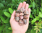 Leopard Skin Jasper Tumbled Stones  Bulk Wholesale Lots  crystal Healing  Reiki 