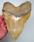 6 41  Megalodon Shark Tooth  Real Fossil - 100  Natural  - 20 Ounce Monster 