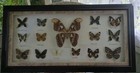 Vtg Framed Butterfly Moths Taxidermy Entomology 15 Specimens Large