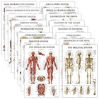 16 Pack - Anatomical Posters - Laminated - Muscular  Skeletal  Digestive  