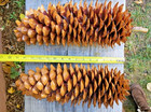 15-18 In Sugar Pine Cones-extra Large And Golden   You Choose Size And Quantity