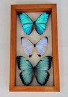 Real Framed Butterflies 3 Amazing Butterflies Blue Morpho Mounted Double Glass 