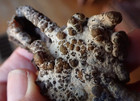 Botryoidal Fossil Coral Geode Fragment Ga Agate Boring Clam Hole Specimen Wc12