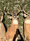 White Tail Deer Wall Mounts 