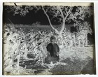 Antique Glass Plate Photo Negative - Portrait Of A Young Child In A Cornfield