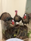 Triple Wild Turkey Taxidermy Fully Body Standing Mount