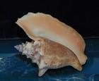 4  To 5-1 2  Rooster Conch  Strombus Gallus Sea Shell  Beach Decor  Nautical A4