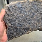 760 Grams Of Late Triassic Ammonite Specimen