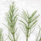 12pcs Real Pressed Dry Grass With Stem  Floral Supply Leaves For Art Craft Fss66