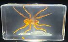 2 8  Real Golden Spider In Clear Lucite Resin Paperweight Arachnoids Taxidermy