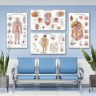 17 Human Anatomy Posters For Classroom   Office - 18x30 Medical Charts